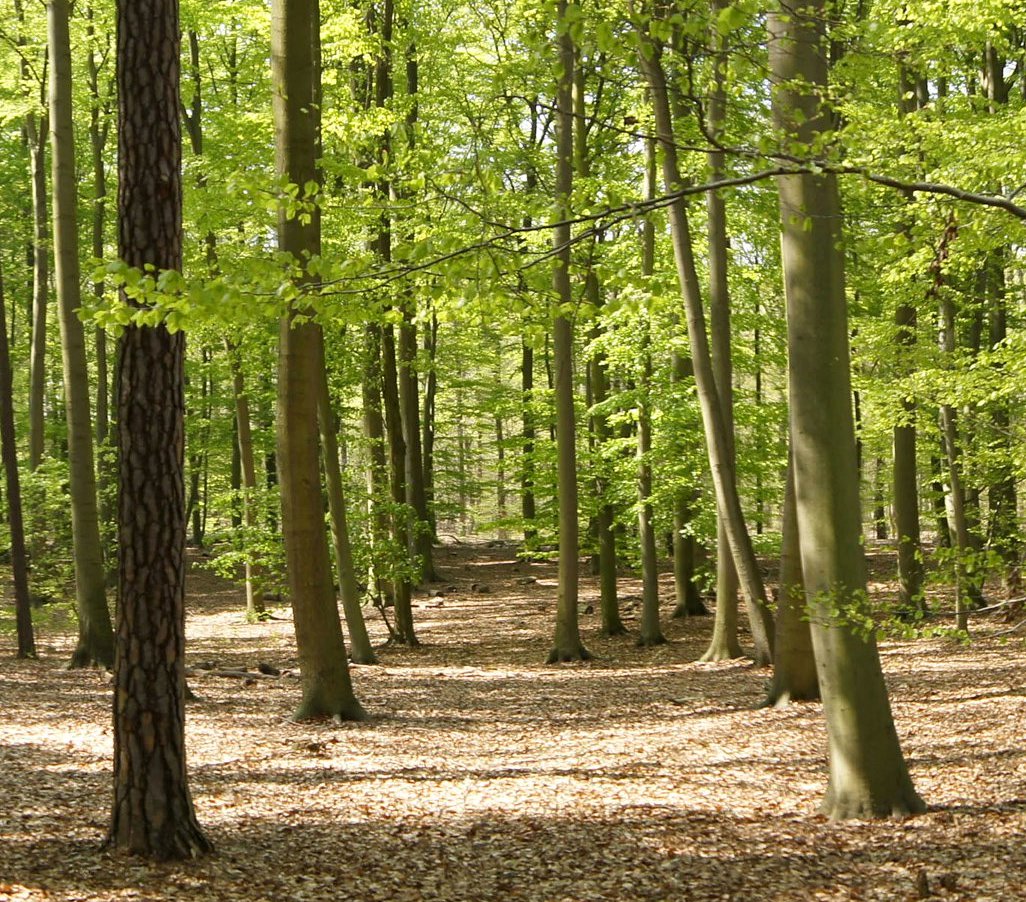 Waldweg